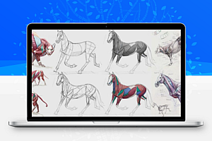 PS动物解剖分解绘画系统教程 CGMA – Animal Drawing with Shannon Beaumont